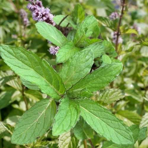 Mentha x piperita 'Citrata Swiss' - Piparmünt 'Citrata Swiss' P11/0,75L